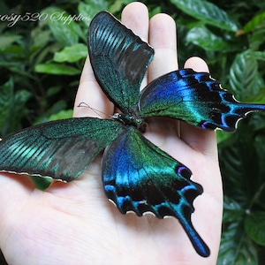 Real Butterfly ,spread Butterfly Princeps Maackii