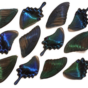 12pcs real butterfly wings for earrings/necklace, butterflies for resin jewellery Pendant ,Papilio bianor blue green purple butterfly B003
