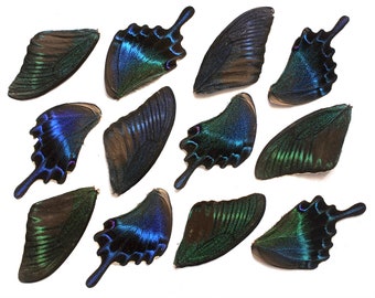 12pcs real butterfly wings for earrings/necklace, butterflies for resin jewellery Pendant ,Papilio bianor blue green purple butterfly B003