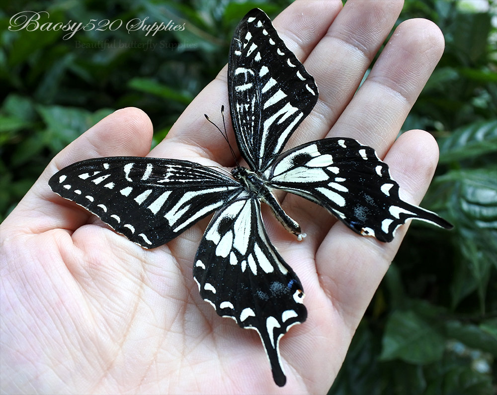Real Butterfly spread Butterfly Papilio Xuthus Butterflies Etsy