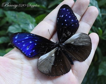 Echter Schmetterling, Spread Schmetterling, blaue Euploea mulciber Schmetterlinge, lila Natur Schmetterling, für Ohrring Kunst, Handwerk und Schmuck B021