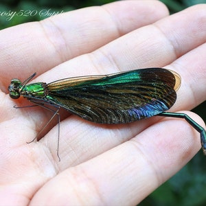 Real Blue green Clear Wings damselfly Dragonfly damselflies neurobasis Insect,for Earring arts, crafts and jewellery making D001