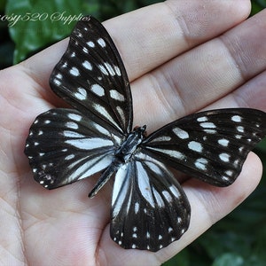 Real butterfly ,Spread butterfly Hestina persimilis butterflies, nature butterfly, for Earring and jewellery Black White Butterfly B025