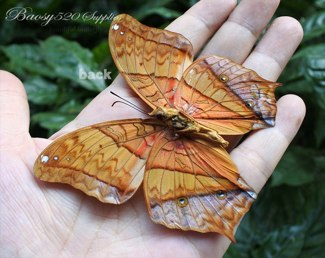 Real Butterfly spread Butterfly Vindula Erota Butterflies Etsy