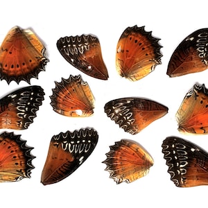 12pcs real butterfly wings for earrings/necklace, butterflies for resin jewellery Pendant, black orange Cethosia bibles Drury butterfly B039