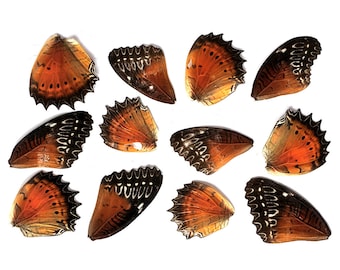 12pcs real butterfly wings for earrings/necklace, butterflies for resin jewellery Pendant, black orange Cethosia bibles Drury butterfly B039