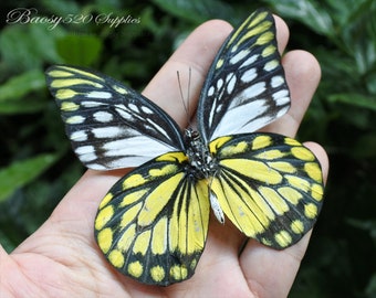 May include: A yellow and black butterfly with white markings on its wings is held in a hand. The butterfly has a wingspan of approximately 4 inches.