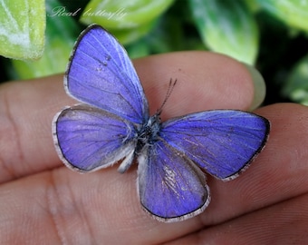 Echte vlinder, gespreide vlinder, natuurblauwe vlinders, hulstblauwe vlinder, voor oorbellen, kunstnijverheid en sieraden vlinderdecor B043