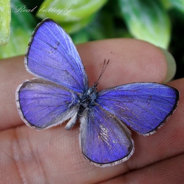 Vrai papillon, papillon propagation, papillons bleus nature, papillon bleu houx, pour boucle d'oreille arts, artisanat et bijoux décoration papillon B043