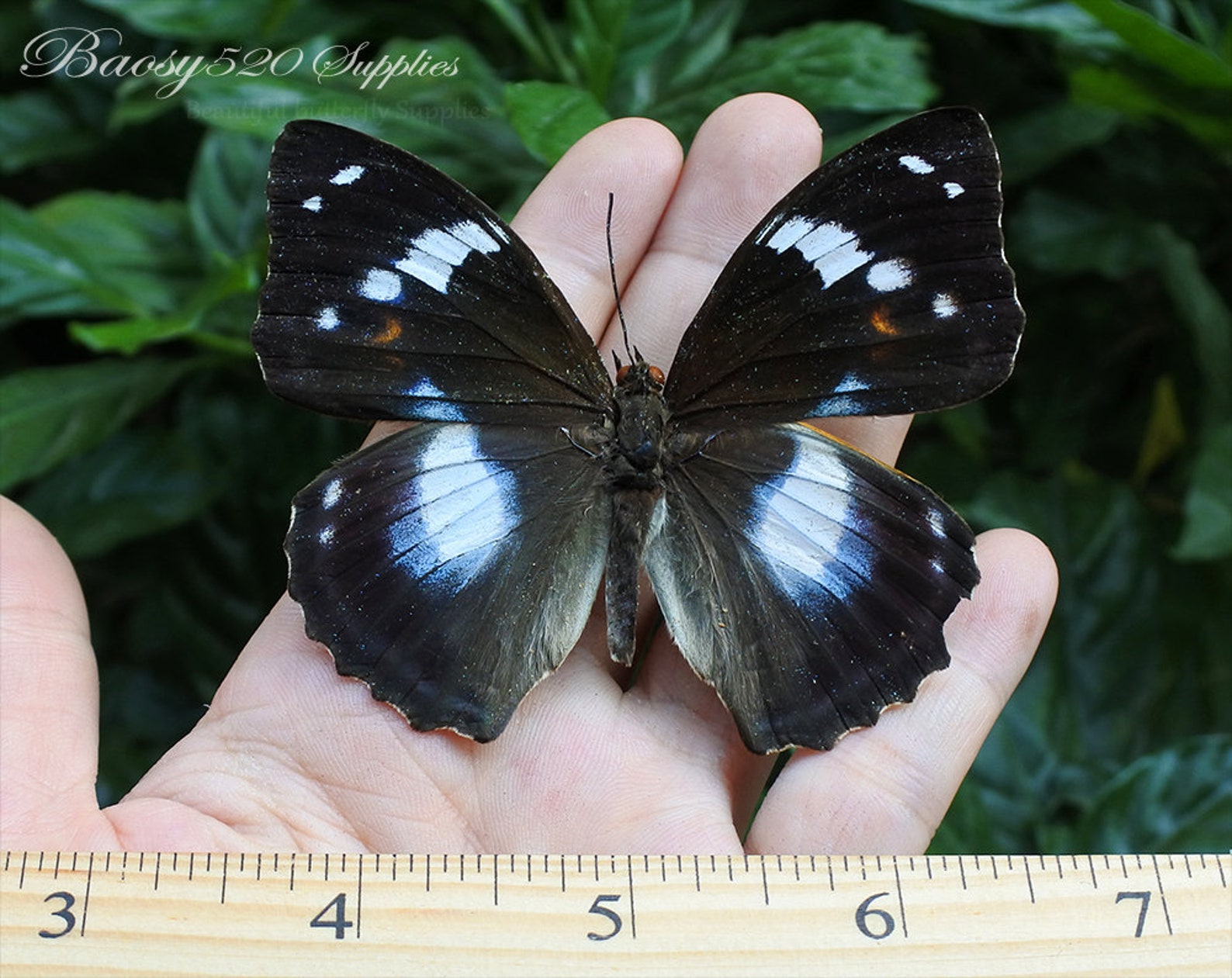 Real Butterfly spread Butterfly Mimathyma Schrenckii Etsy Australia