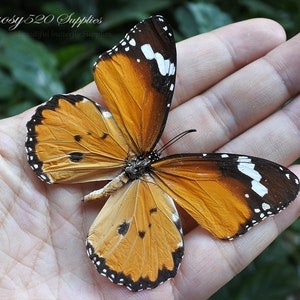 Real butterfly ,Spread butterfly Danaus chrysippus butterflies, nature butterfly, for Earring arts crafts and jewellery butterfly decor B011