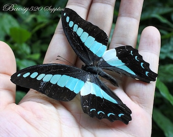 Echter Schmetterling, Schmetterling Graphium sarpedon Schmetterlinge, Natur Schmetterling, für Ohrring Kunsthandwerk und Schmuck Schmetterling Dekor B018