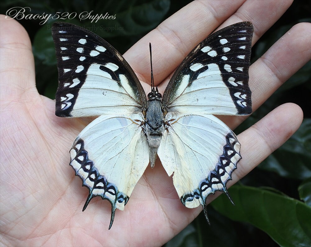 Real Butterfly spread Butterfly Polyura Eudamippus Etsy