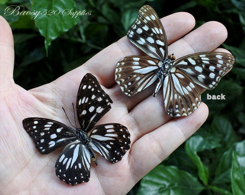 for Earring and jewellery Black White Butterfly B025 nature butterfly Real butterfly Spread butterfly Hestina persimilis butterflies