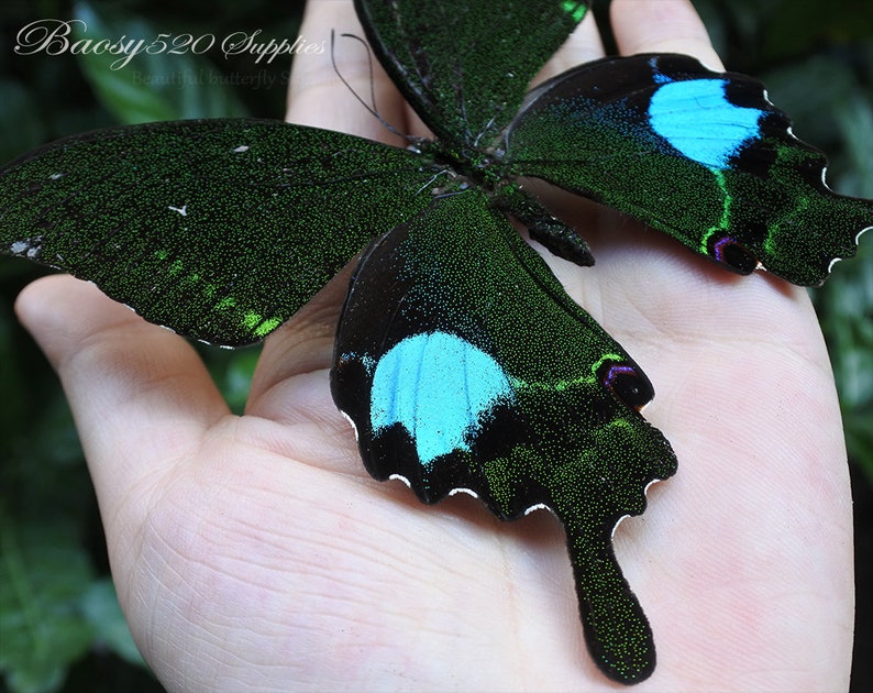Real Butterfly spread Butterfly Papilio Paris Butterflies Etsy UK