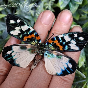 Real Moth ,Real butterfly ,Spread moth Erasmia pulchera moth, nature butterfly, for jewellery Real Moths decor M001