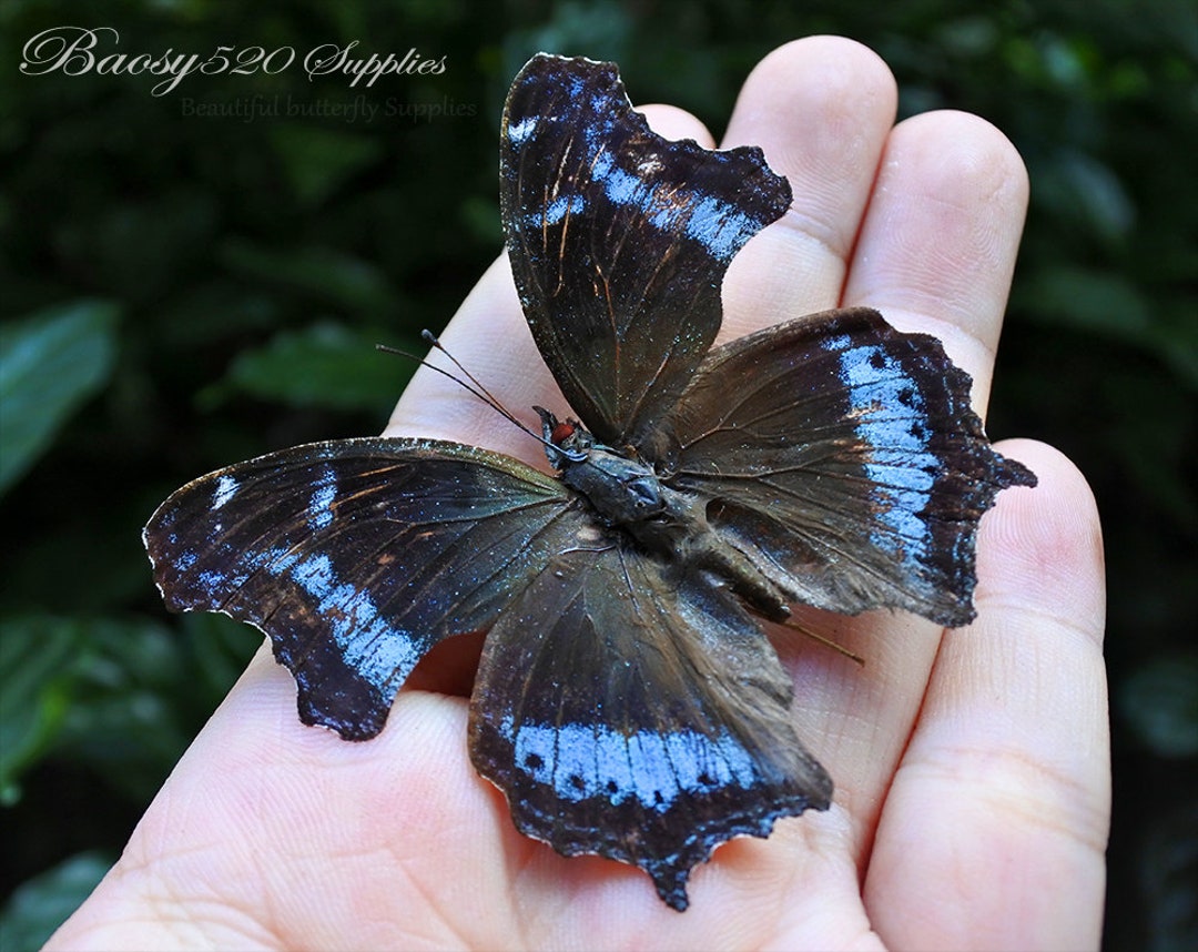 Real Butterfly Spread Butterfly Kaniska Canace Butterflies, Nature