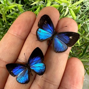 May include: Two small butterflies with iridescent blue wings and black borders. The wings display a metallic sheen, with the upper butterfly showing a small white spot on the black wing tip. The butterflies are positioned on a surface.