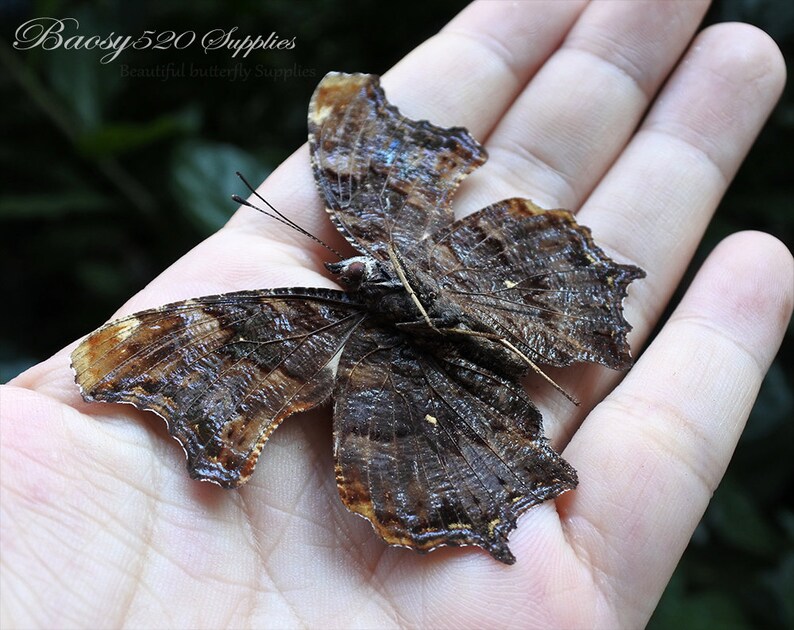 Real Butterfly Spread Butterfly Kaniska Canace Butterflies Etsy