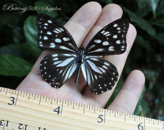 for Earring  and jewellery Black White Butterfly  B025 nature butterfly Real butterfly Spread butterfly Hestina persimilis butterflies