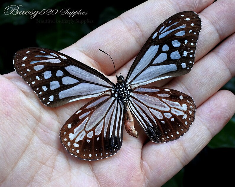 Real Butterfly spread Butterfly Parantica Aglea Butterflies Etsy