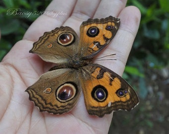 Echter Schmetterling, Schmetterling Pfau Stiefmütterchen Schmetterlinge, Natur Schmetterling, für Ohrring Kunst, Handwerk und Schmuck Schmetterling Dekor B042