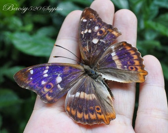 Real butterfly ,Spread butterfly Apatura ilia butterflies, nature butterfly, for Earring arts crafts and jewellery  butterfly decor B015