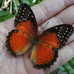 Echter Schmetterling, Schmetterling schwarz orange Cethosia Bibeln Drury Schmetterling Natur Schmetterling, für Ohrring Kunst, Handwerk und Schmuck B039