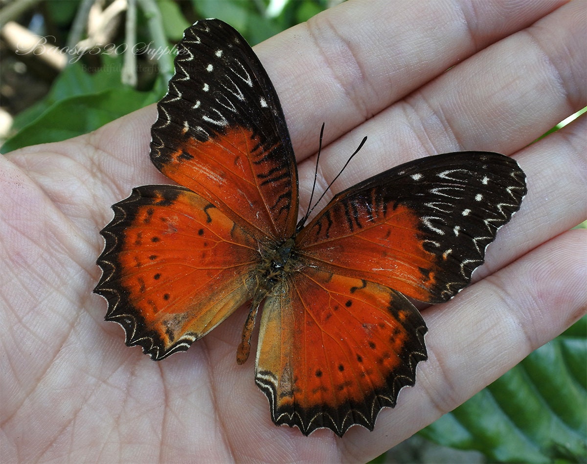 Echter Schmetterling, Schmetterling schwarz orange Cethosia Bibeln Drury Schmetterling Natur Schmetterling, für Ohrring Kunst, Handwerk und Schmuck B039