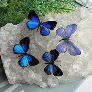 May include: Four butterflies with vibrant blue and black wings are positioned on a large, jagged, translucent white quartz crystal cluster. The butterflies display varying shades of iridescent blue, ranging from deep cobalt to light periwinkle.