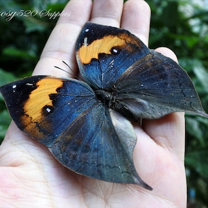 Real butterfly ,Spread butterfly Kallima inachus butterflies, nature butterfly, for Earring arts, crafts and jewellery butterfly decor B023