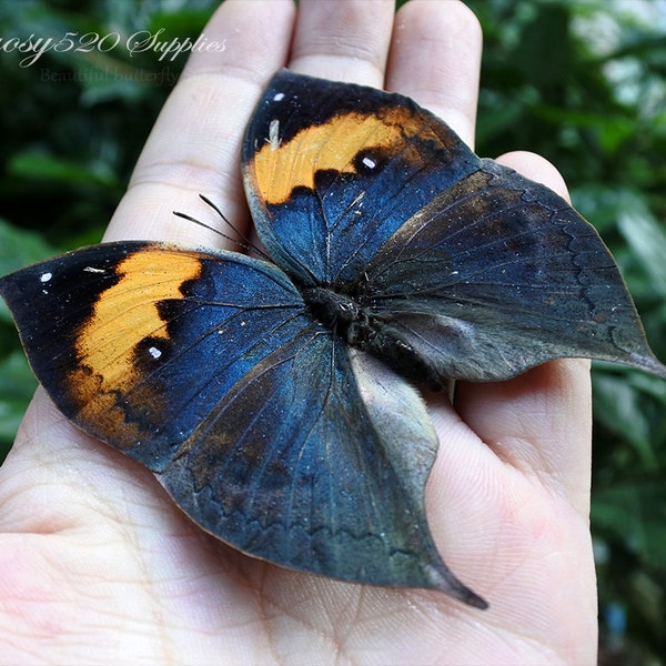 Real butterfly ,Spread butterfly Kallima inachus butterflies, nature butterfly, for Earring arts, crafts and jewellery butterfly decor B023