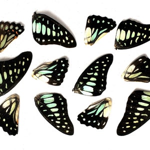 Könnte beinhalten: Eine Sammlung von Schmetterlingsflügeln, jede mit einem einzigartigen Muster aus Schwarz und Grün. Die Flügel sind in einem zufälligen Muster auf einem weißen Hintergrund angeordnet.