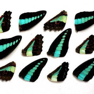 12pcs real butterfly wings for earrings/necklace, butterflies for resin jewellery Pendant ,Graphium sarpedon green blue butterfly B018