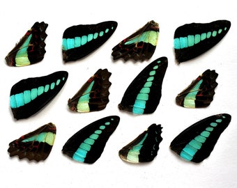 12pcs real butterfly wings for earrings/necklace, butterflies for resin jewellery Pendant ,Graphium sarpedon green blue butterfly B018
