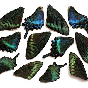 12pcs real butterfly wings for earrings/necklace, butterflies for resin jewellery Pendant ,Papilio bianor blue green purple butterfly B005