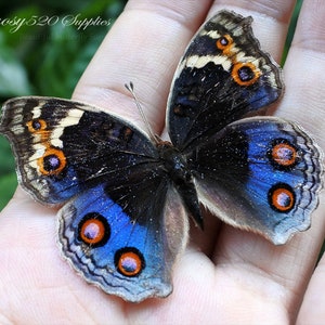May include: A blue and black butterfly with orange and white markings on its wings. The butterfly is resting on a person's hand.