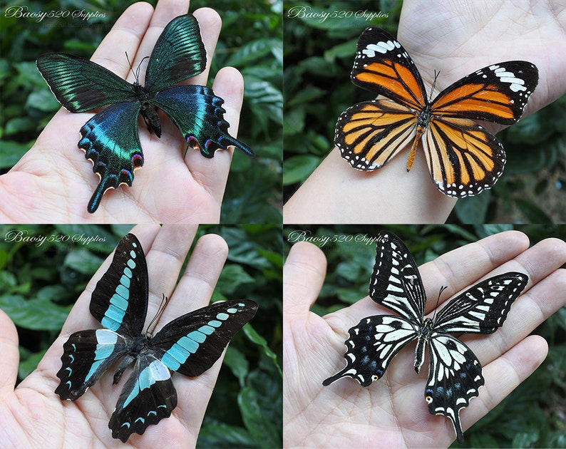 4pcs real butterfly butterfly taxidermy butterflies real spread wings butterfly blue butterfly black white orange butterfly for Jewelry 