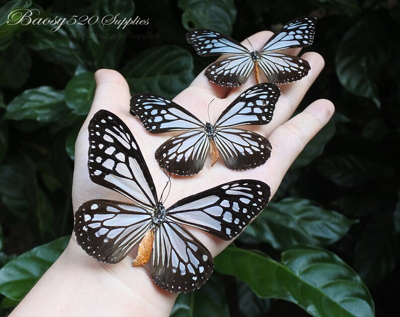 Real Butterfly spread Butterfly Parantica Aglea Butterflies Etsy