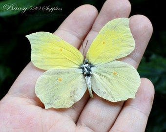 Echte Schmetterling Schmetterlinge, Schmetterling Schmetterlinge, Natur Schmetterling, für Ohrringe Kunsthandwerk und Schmuck Schmetterling Dekor B014