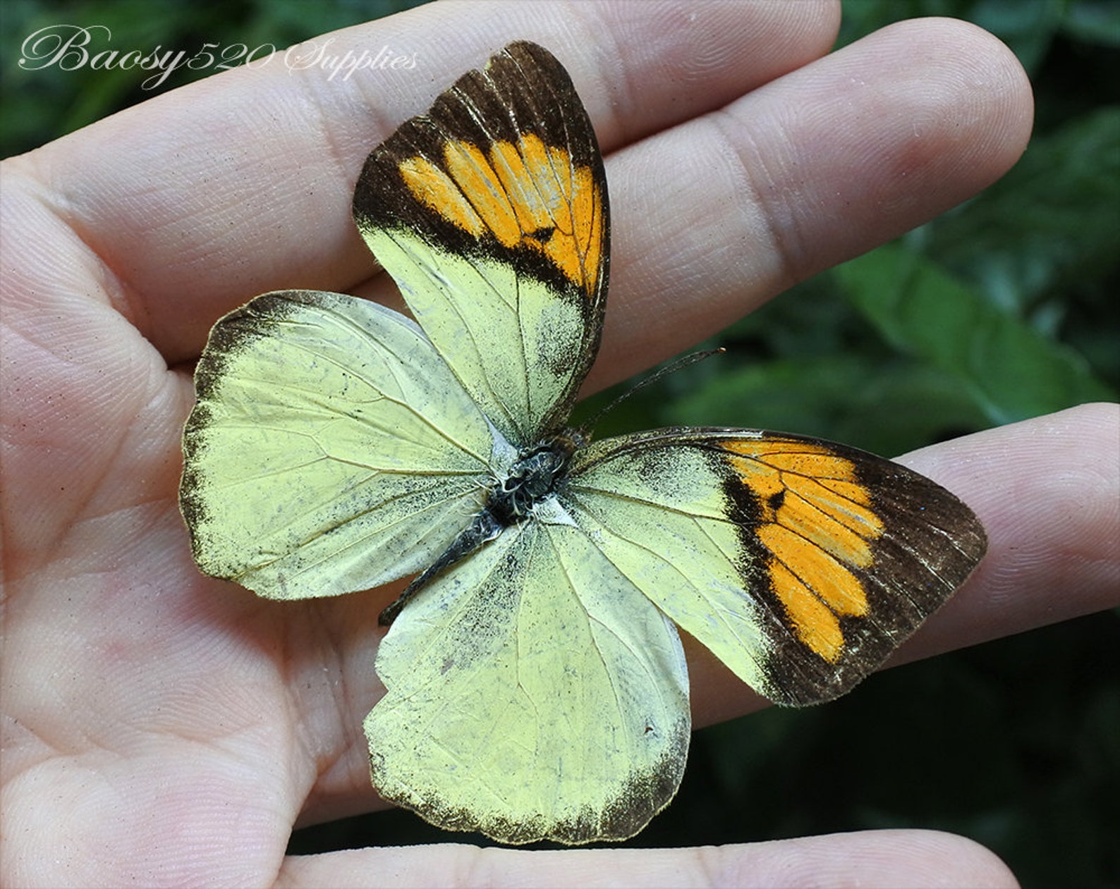 Real Butterfly spread Butterfly Ixias Pyrene Butterflies Etsy