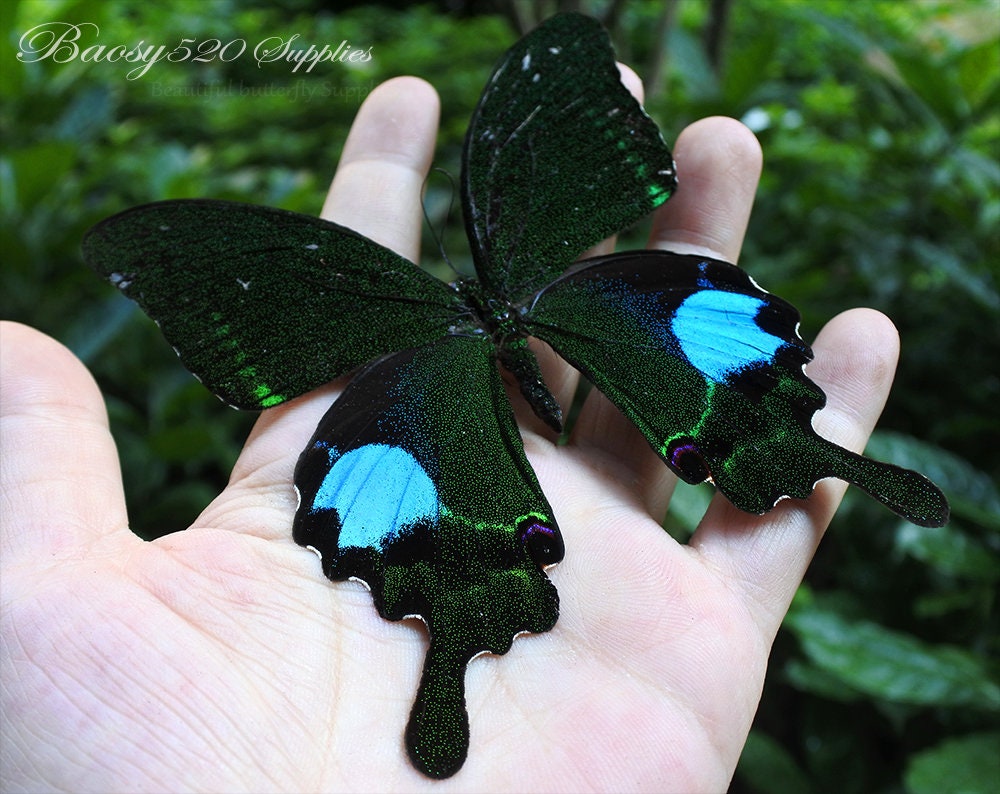 Real butterfly ,Spread butterfly Papilio paris butterflies, nature bu…