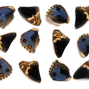 12pcs real butterfly wings for earrings/necklace, butterflies for resin jewellery Pendant , blue buckeye Junonia orithya B016