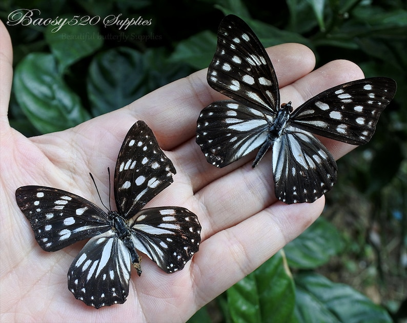 for Earring and jewellery Black White Butterfly B025 nature butterfly Real butterfly Spread butterfly Hestina persimilis butterflies
