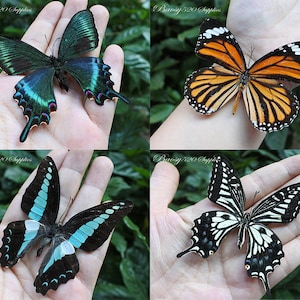 4 Stück echte Schmetterling Schmetterling Schmetterlinge Schmetterlinge echte Schmetterling Flügel Schmetterling blau Schmetterling schwarz weiß orange Schmetterling für Schmuck