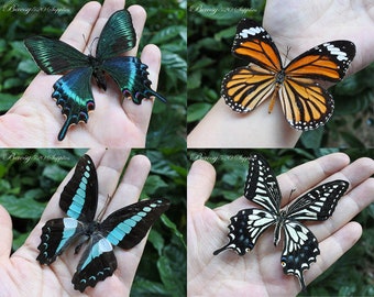 4pcs real butterfly butterfly taxidermy butterflies real spread wings butterfly blue butterfly black white orange butterfly for Jewelry