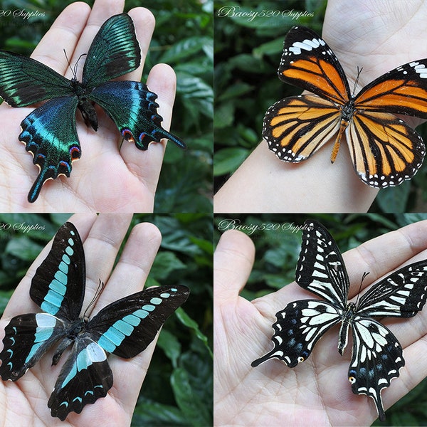 4pcs real butterfly butterfly taxidermy butterflies real spread wings butterfly blue butterfly black white orange butterfly for Jewelry