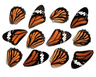 12pcs real butterfly wings for earrings/necklace, butterflies for resin jewellery Pendant ,danaus plexippus , monarch butterfly B010