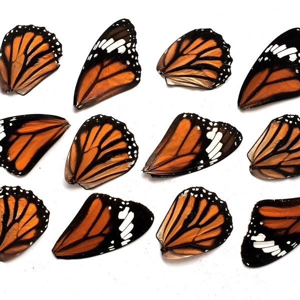 12pcs real butterfly wings for earrings/necklace, butterflies for resin jewellery Pendant ,danaus plexippus , monarch butterfly B010