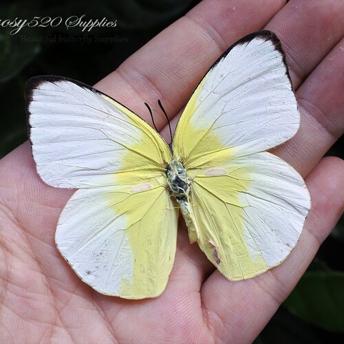 Real Butterfly spread Butterfly Catopsilia Pomona Etsy